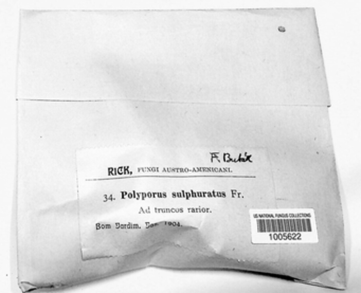Polyporus sulphuratus image